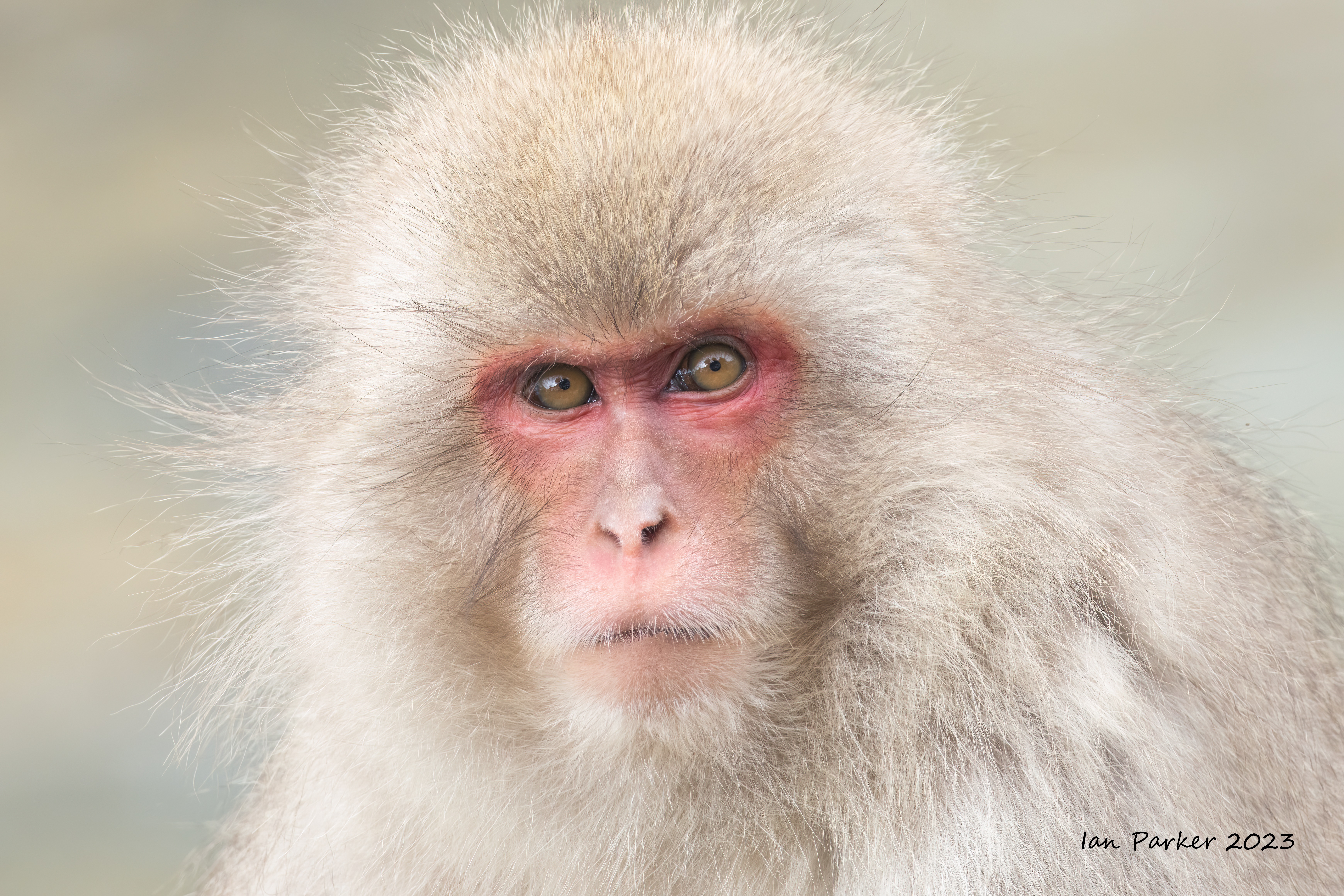 Evanescent Light : Japan_SnowMonkeys
